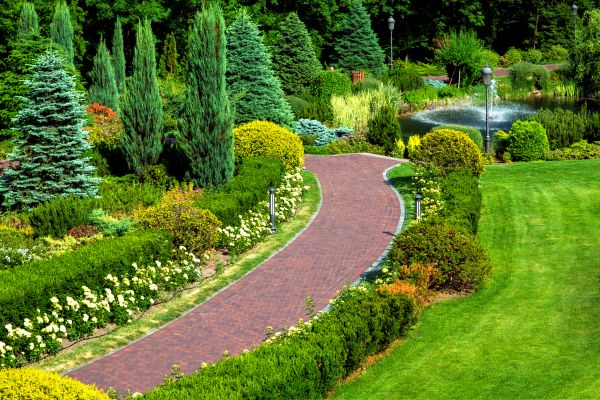 Arborvitae Planting