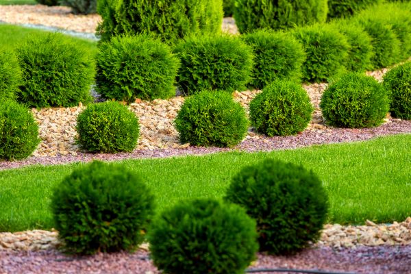 Bush Replacement