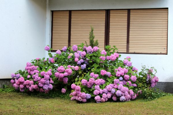 Garden Shrub Installation