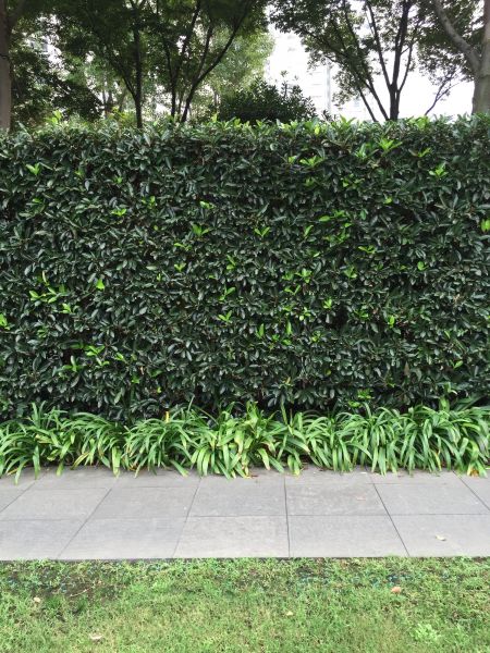 Privacy Shrub Planting