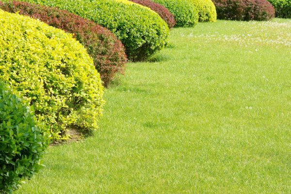 Shrubbery Planting