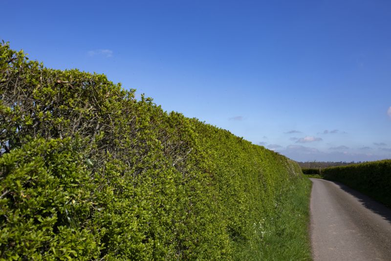Bush Replacement in Honolulu, HI