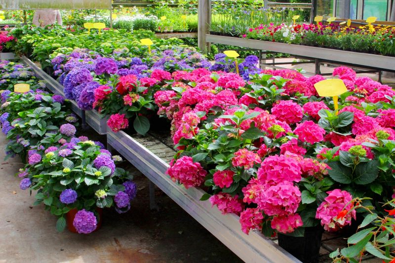 Hydrangea Planting in Honolulu, HI