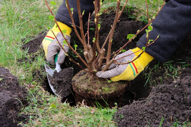 Shrubbery Installation