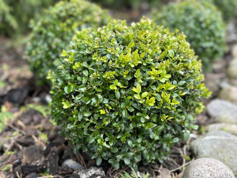 Close-up of Shrubbery Details