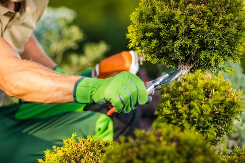 Tree and Shrub Care Specialists